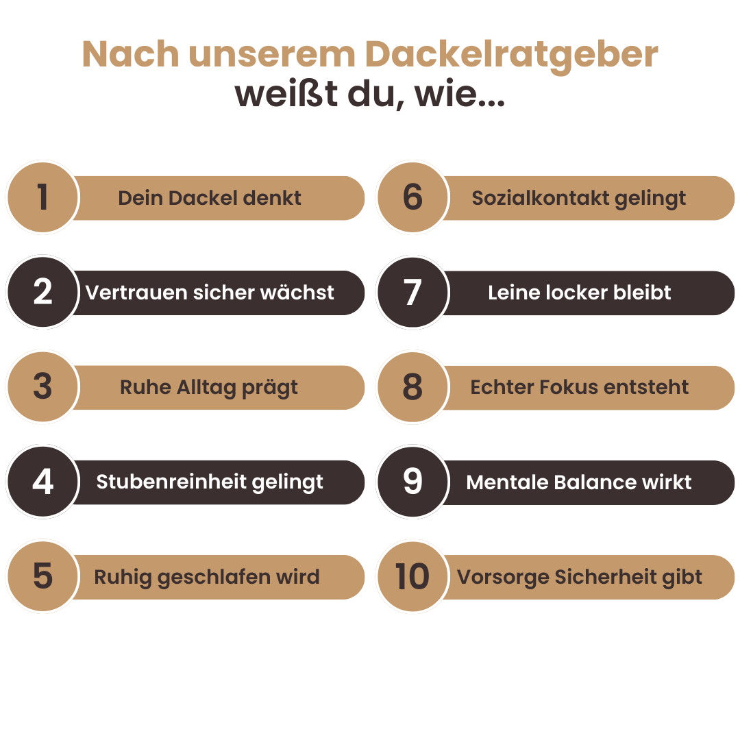 Der vollständige Dackelratgeber