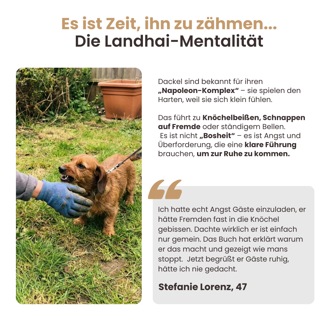 Der vollständige Dackelratgeber